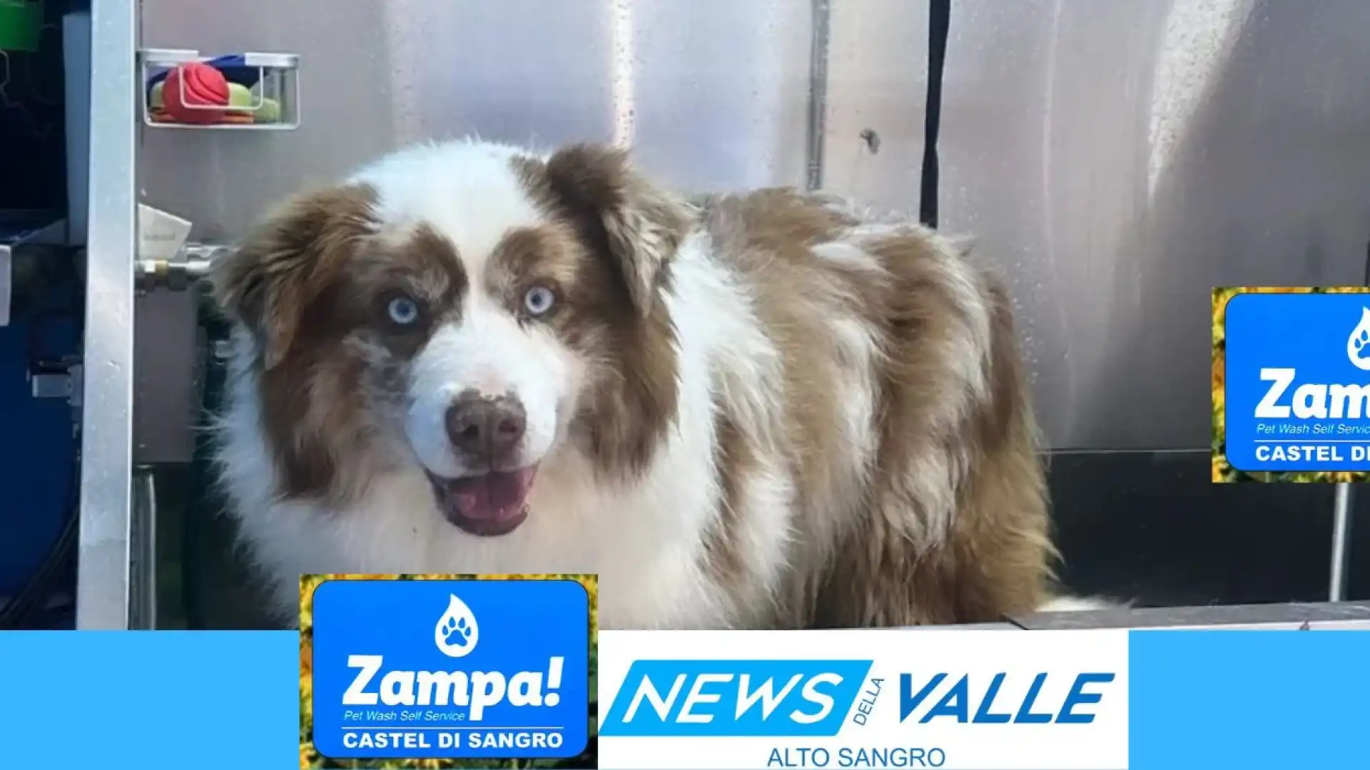Zampa Pet Wash a Castel Di Sangro. Il primo lavaggio self service per i tuoi animali da compagnia. In sede offerti numerosi servizi.